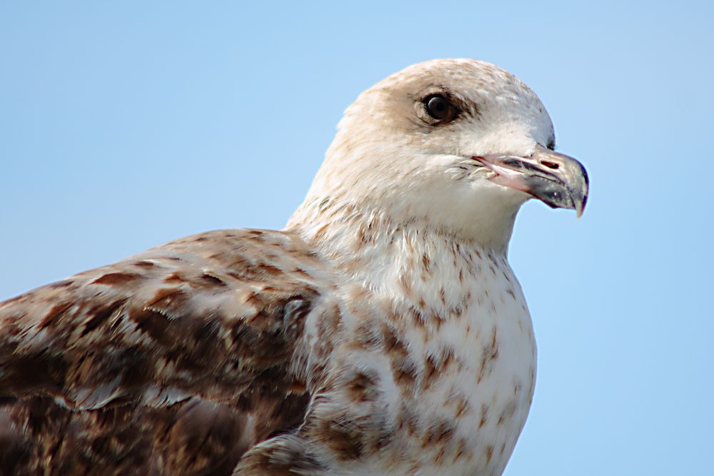 Möwe im Hafen von Vitte