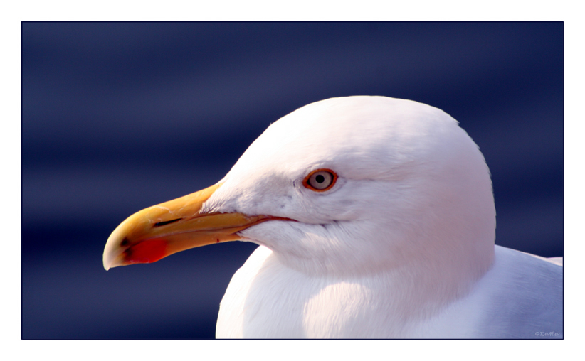 Möwe im Hafen von Warnemünde ...