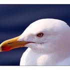 Möwe im Hafen von Warnemünde ...