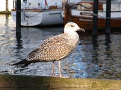 Möwe im Hafen von Warnemünde