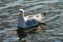 Möwe im Hafenbecken