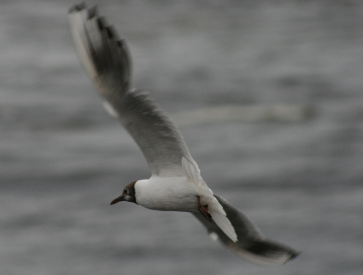 Möwe im Hamburger Hafen