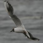 Möwe im Hamburger Hafen