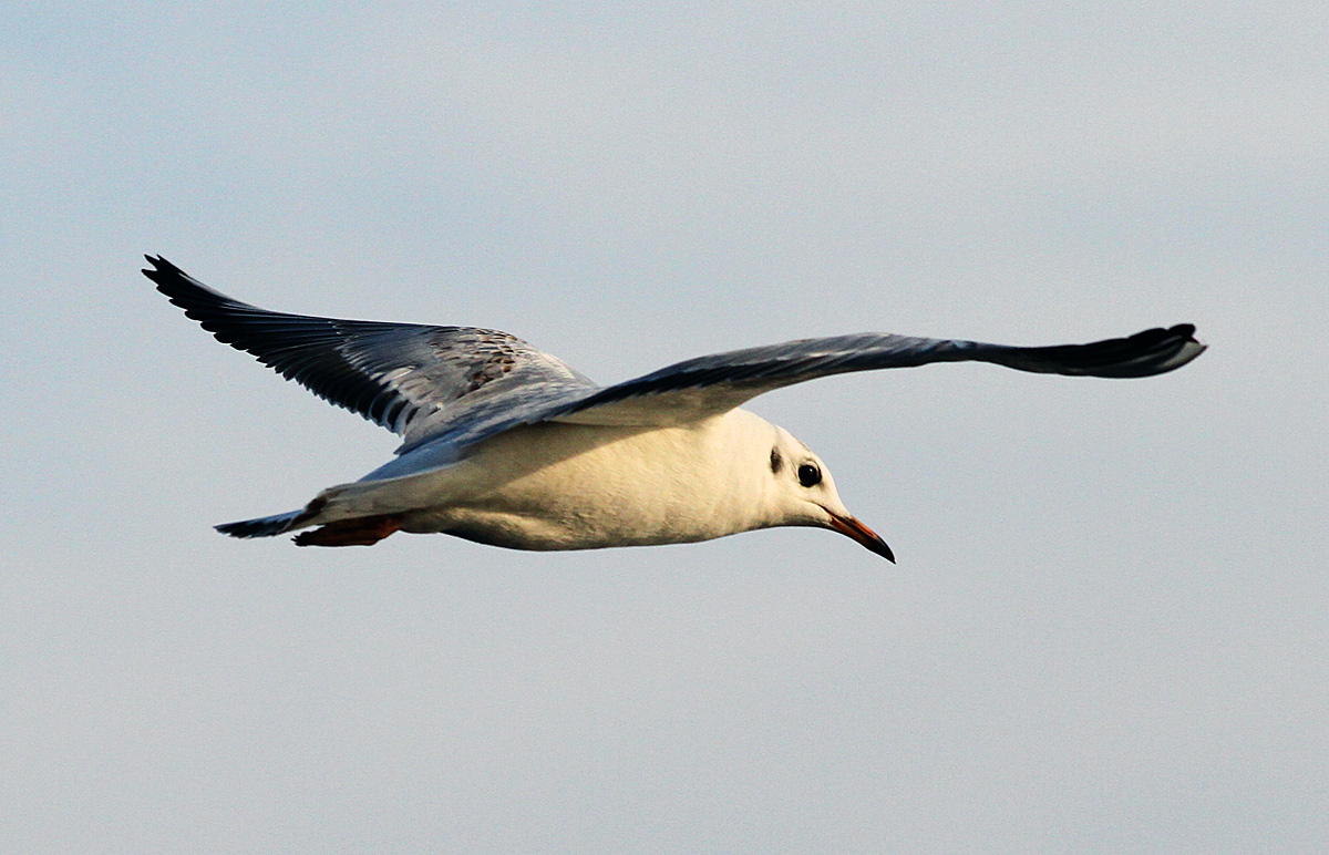 Möwe im Herbst