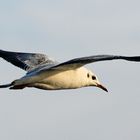 Möwe im Herbst