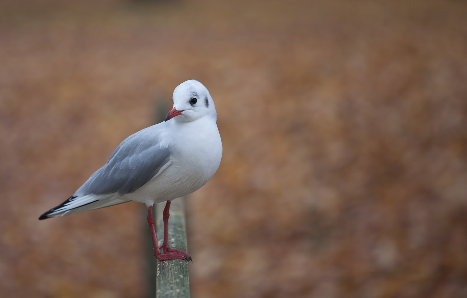 Möwe im Herbstlaub....