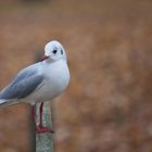 Möwe im Herbstlaub....