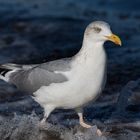 Möwe im Herbstlicht