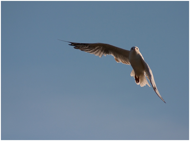 Möwe im Herbstwind...