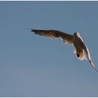 Möwe im Herbstwind...