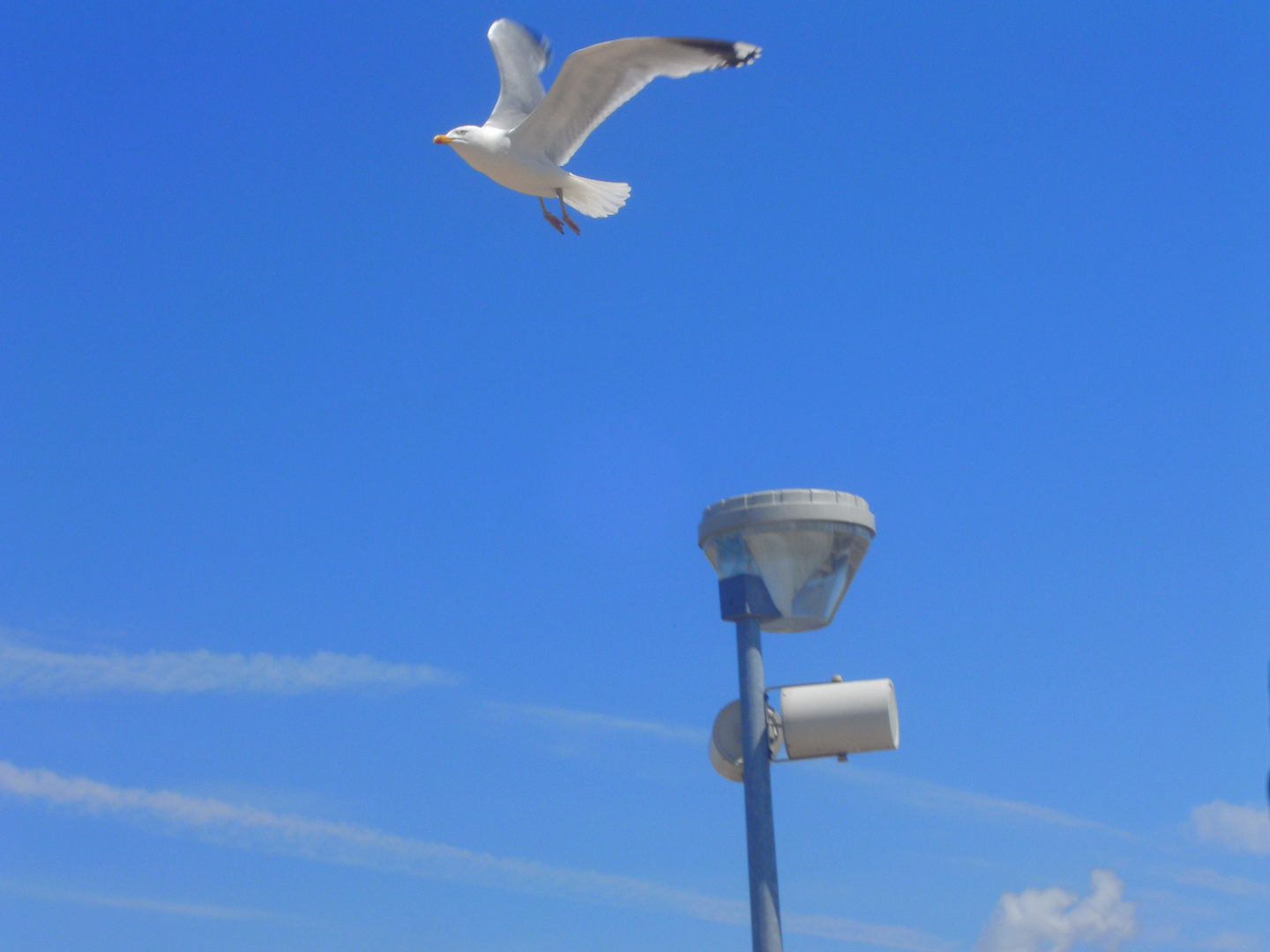 Möwe im Himmel