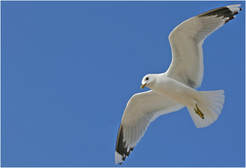 Möwe im Himmel