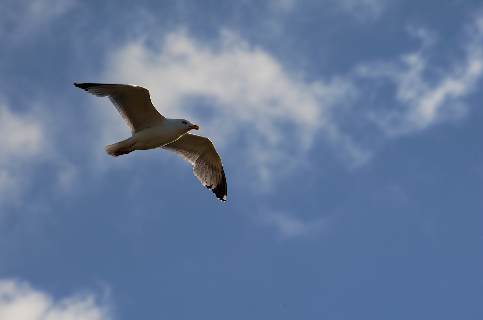 Möwe im Himmel über der Bretagne