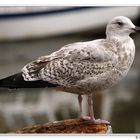 Möwe im Husumer Binnenhafen