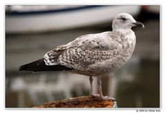 Möwe im Husumer Binnenhafen