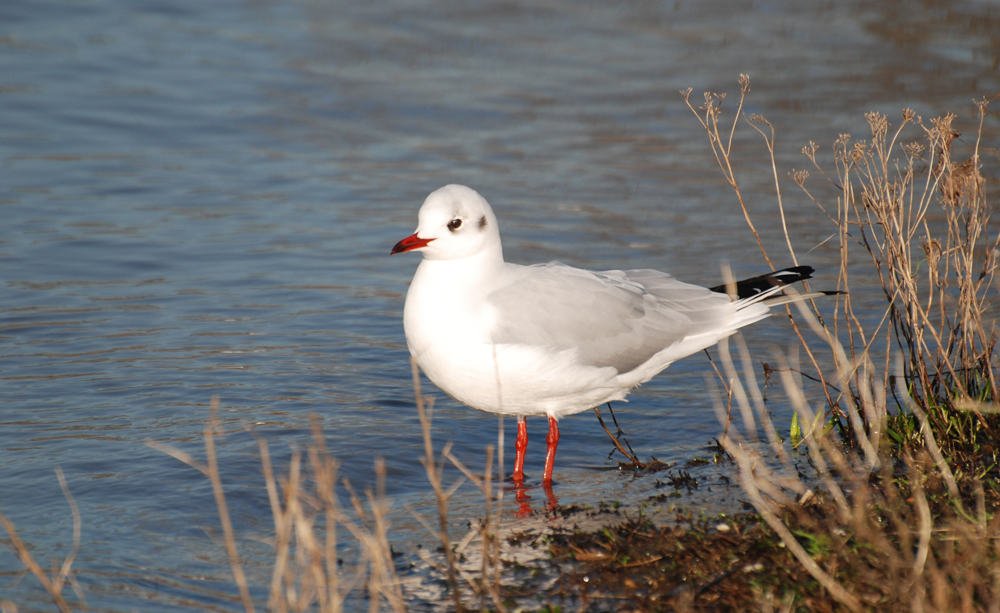 Möwe im Januar