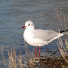 Möwe im Januar