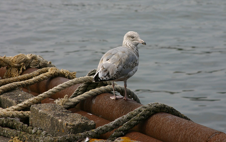 Möwe im Jugendkleid im Hafen von Sassnitz