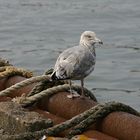 Möwe im Jugendkleid im Hafen von Sassnitz