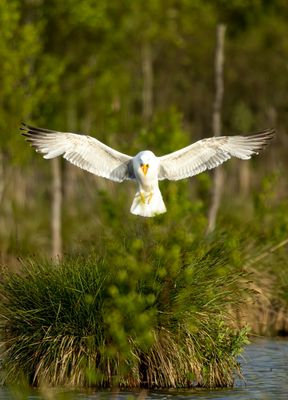 Möwe im Lande Anflug