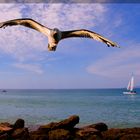 Möwe im Landeanflug