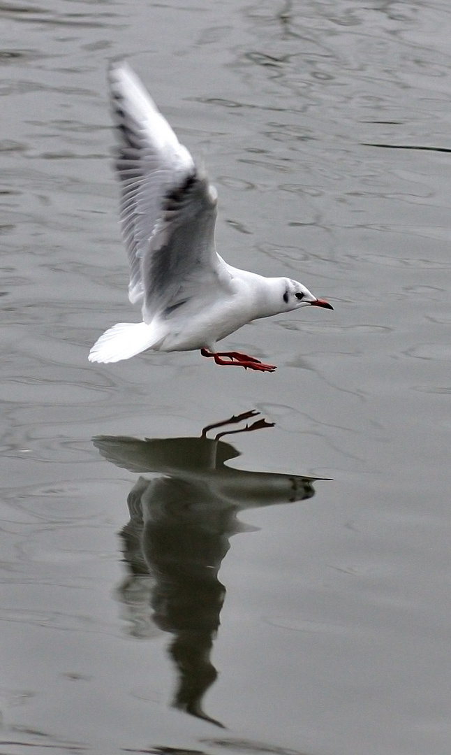 Möwe im Landeanflug