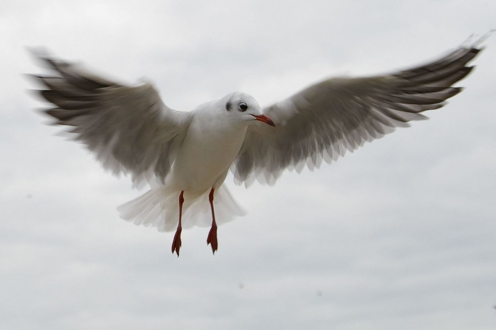 Möwe im Landeanflug