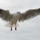 Möwe im Landeanflug