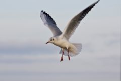 Möwe im Landeanflug 2