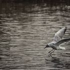 Möwe im Landeanflug