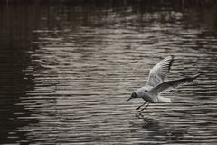 Möwe im Landeanflug