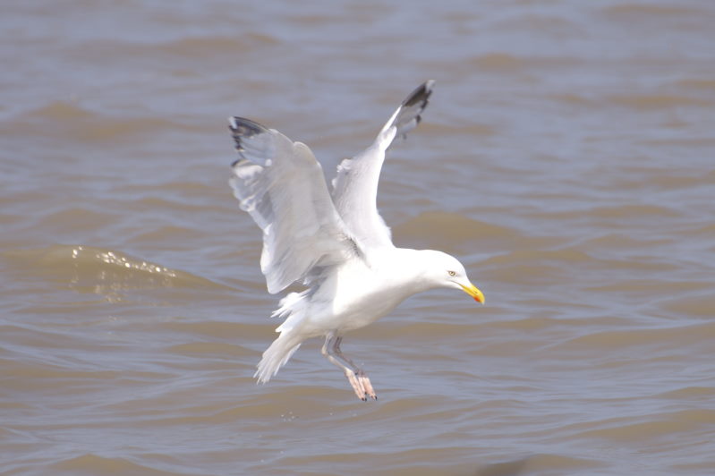 Möwe im Landeanflug