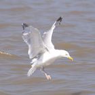 Möwe im Landeanflug