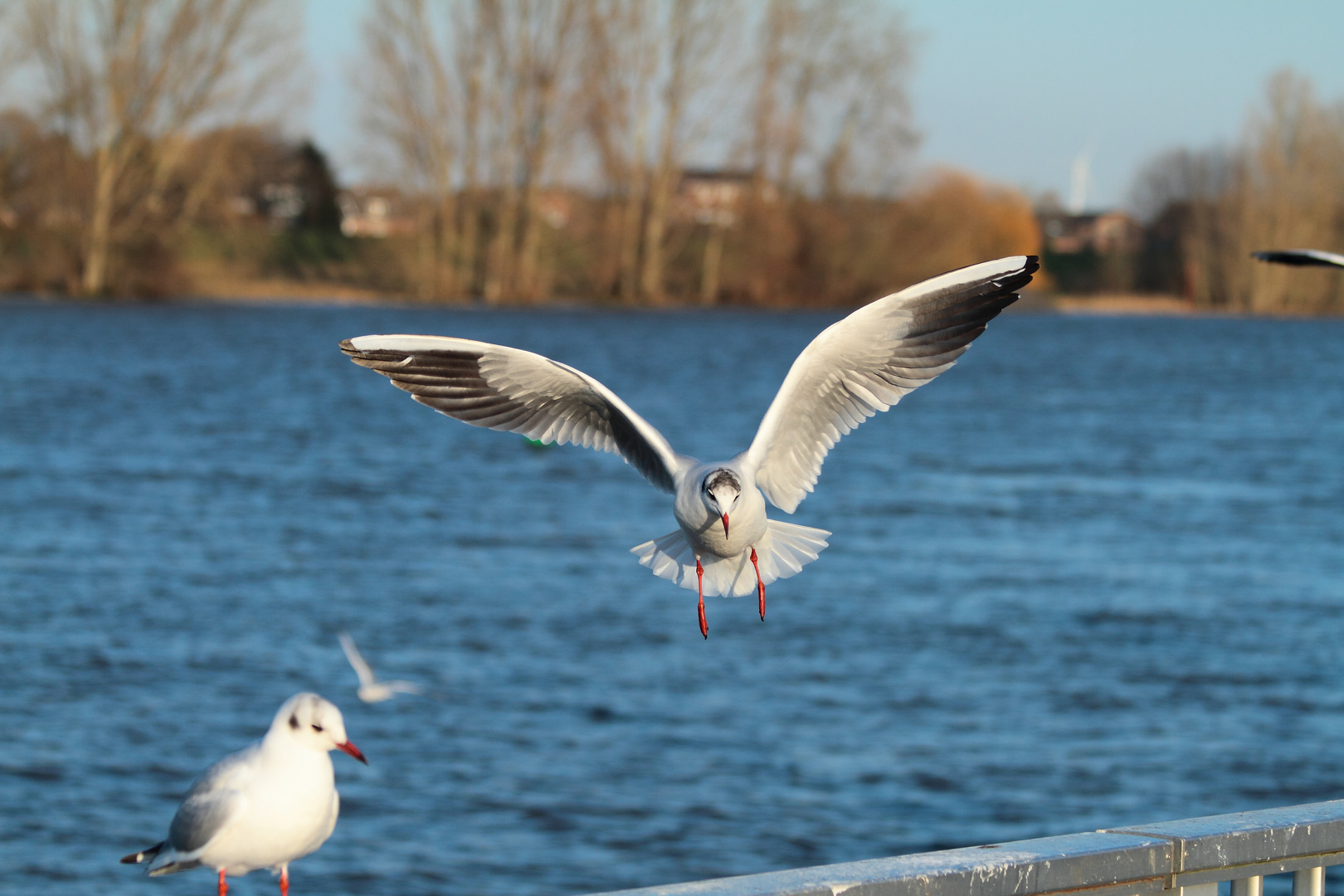 Möwe im Landeanflug