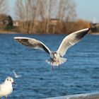 Möwe im Landeanflug