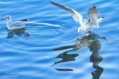 Möwe im Landeanflug :-)