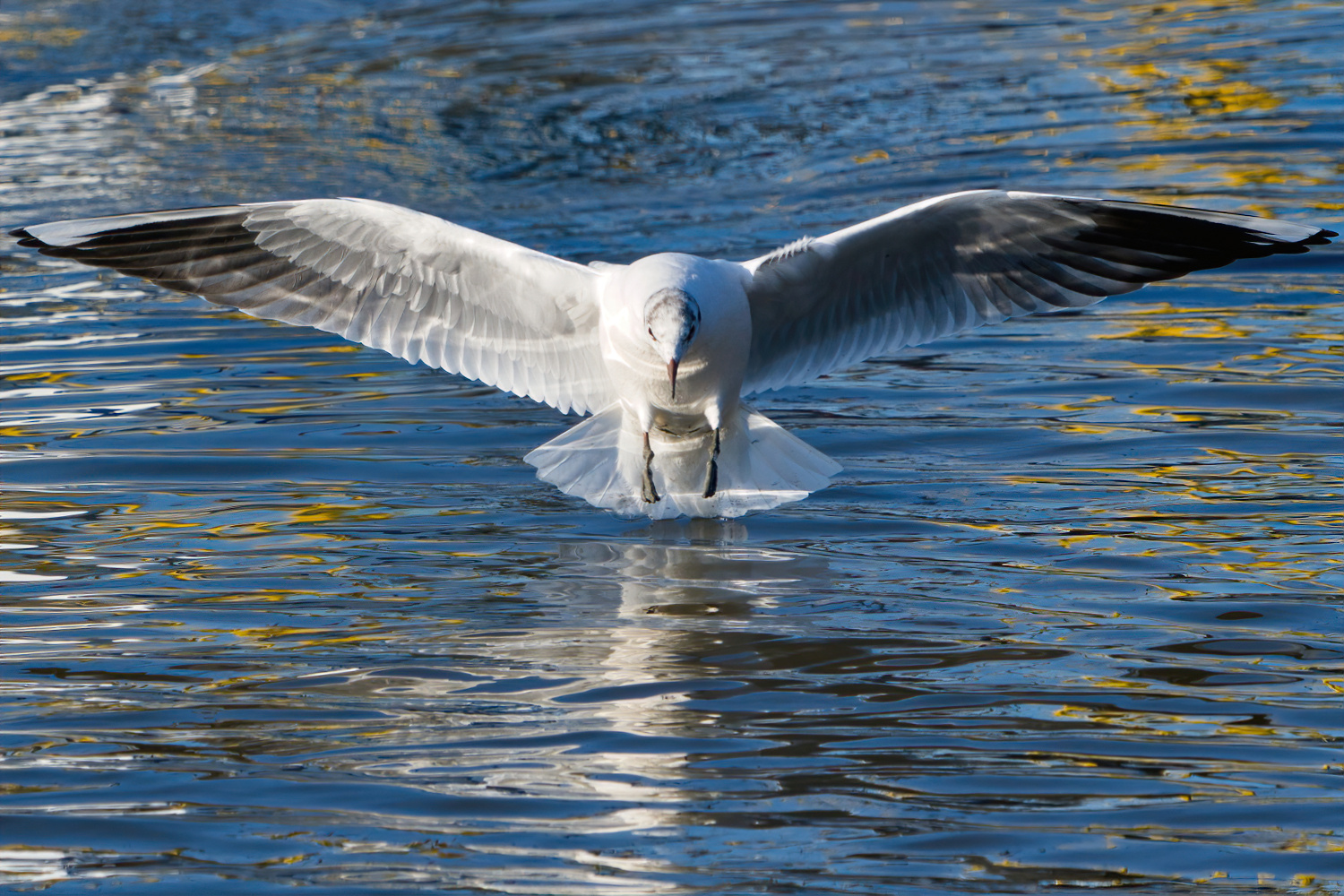 Möwe im Landeanflug 