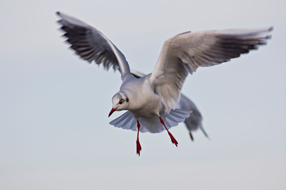 Möwe im Landeanflug