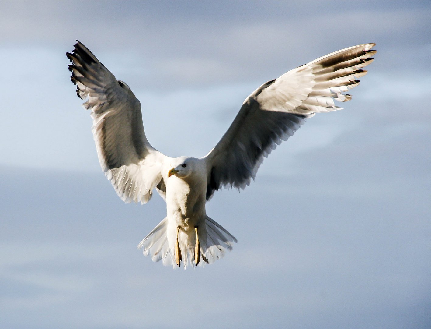 Möwe im Landeanflug