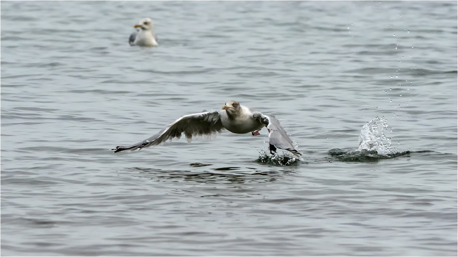 Möwe im Landeanflug  .....