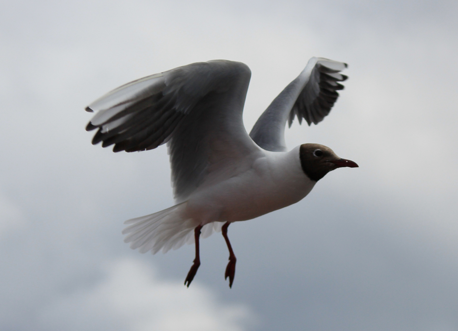 Möwe im Landeanflug