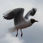 Möwe im Landeanflug