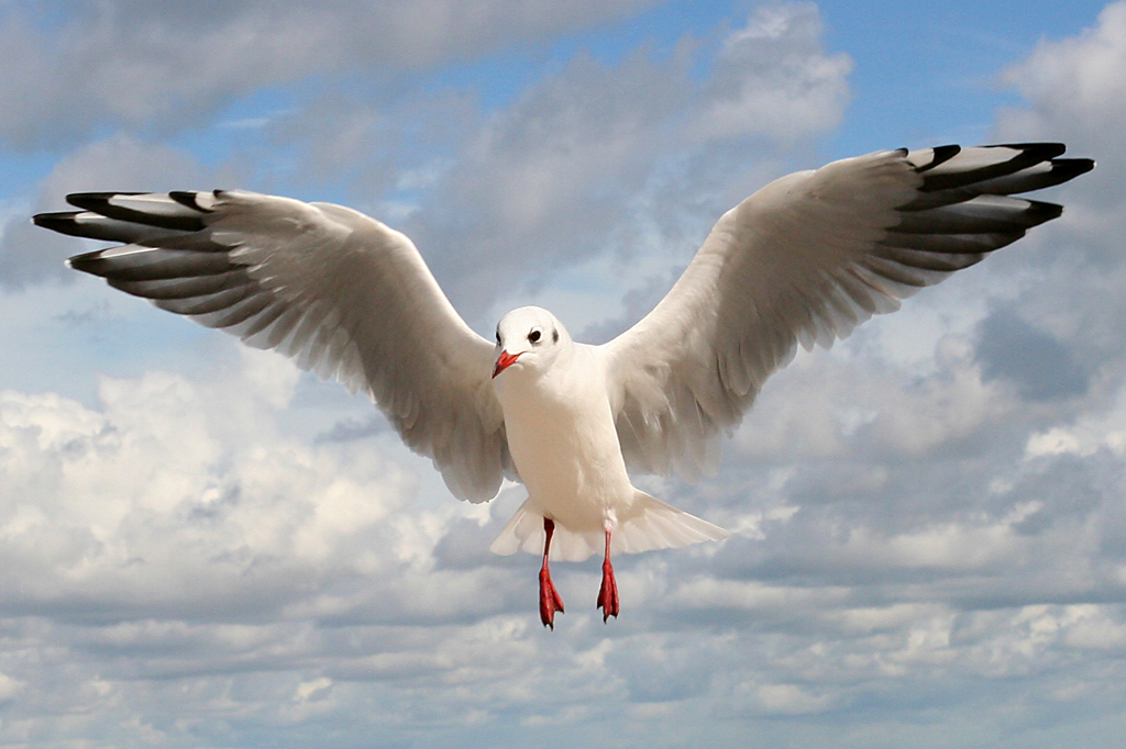 Möwe im Landeanflug Foto & Bild | tiere, wildlife, wild lebende vögel