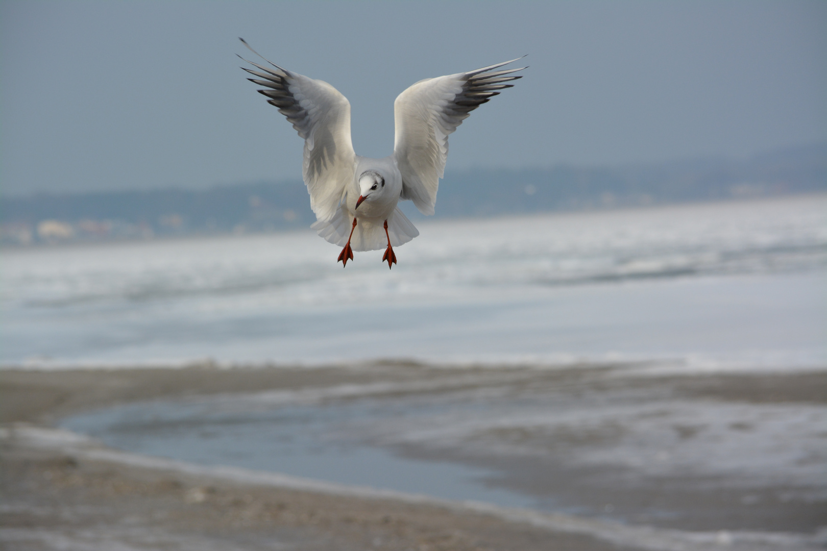 Möwe im Landeanflug am Ostseestrand