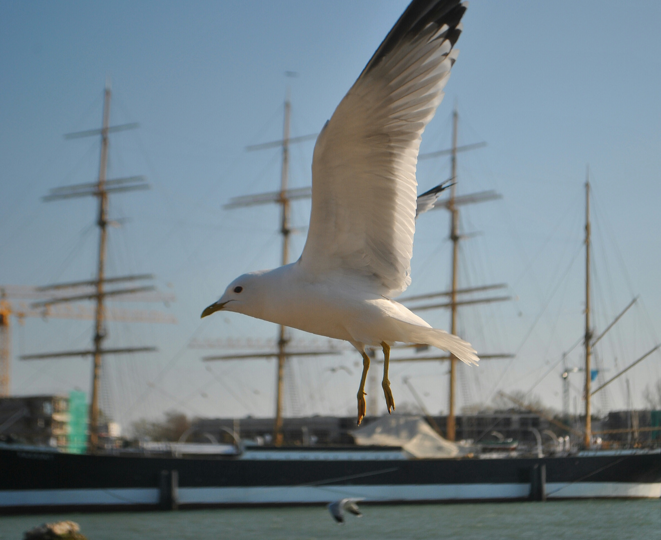 möwe im Landeanflug