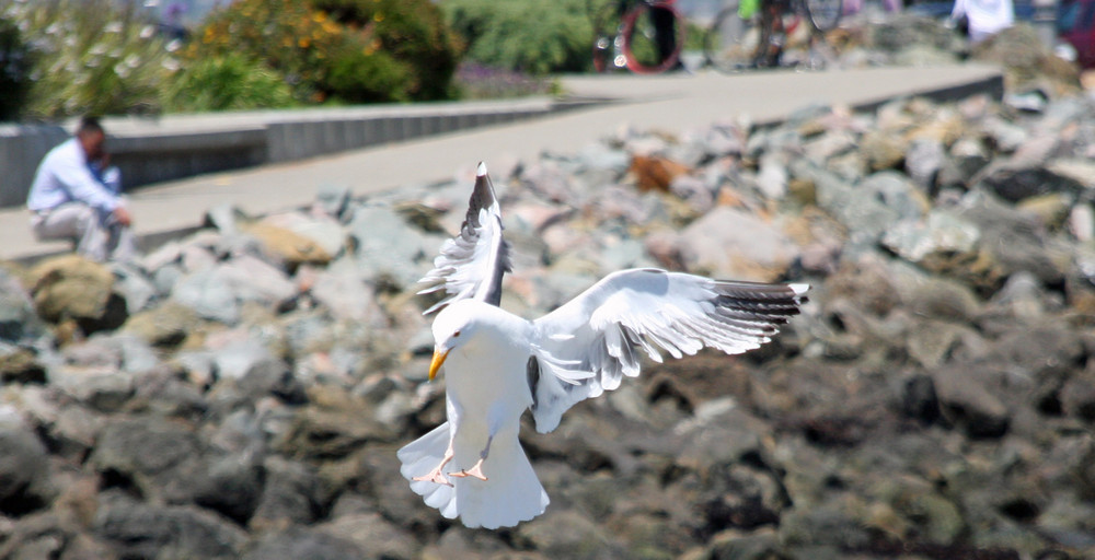 Möwe im Landeanflug