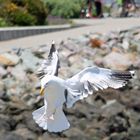 Möwe im Landeanflug