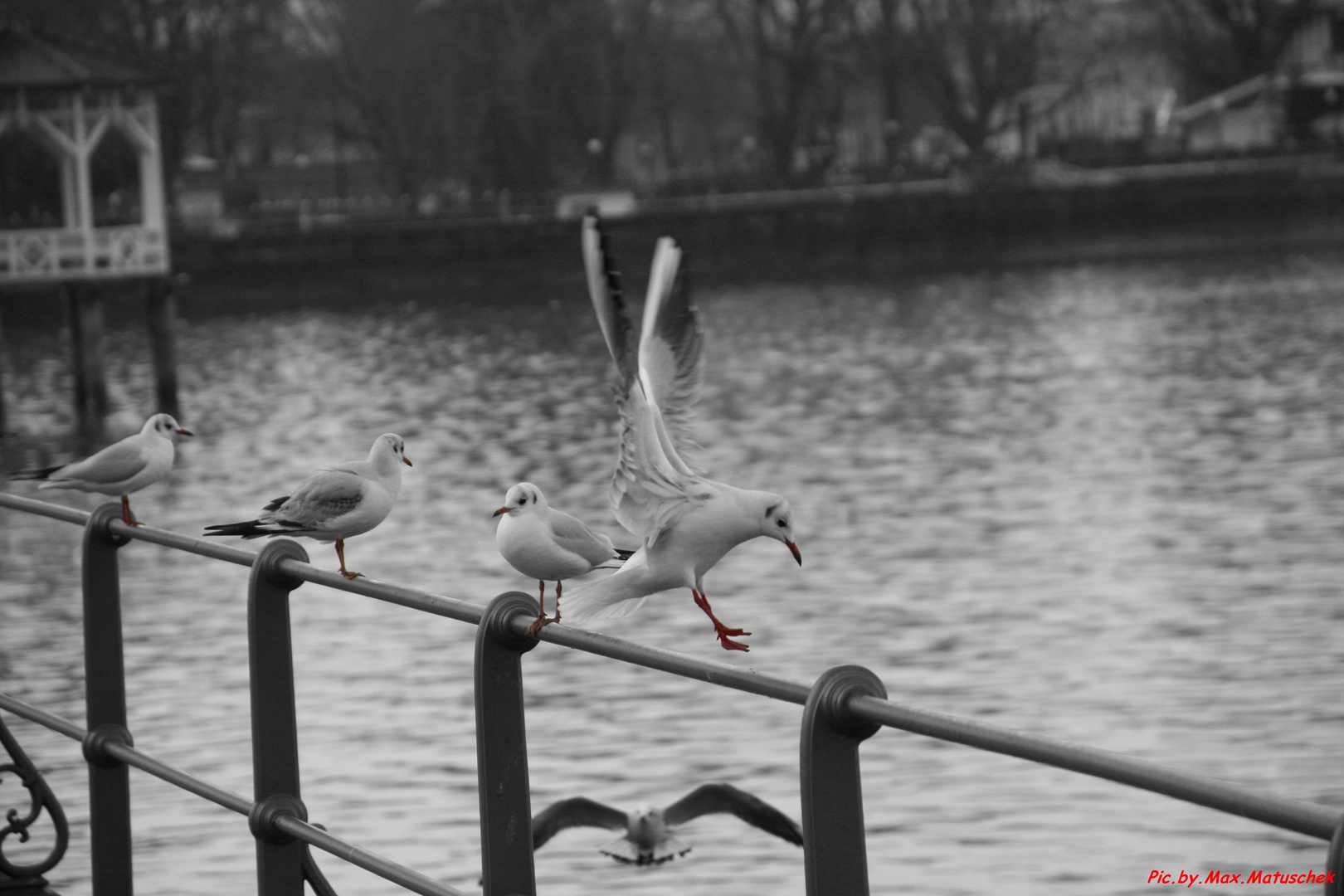 Möwe im Landeanflug