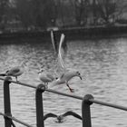 Möwe im Landeanflug