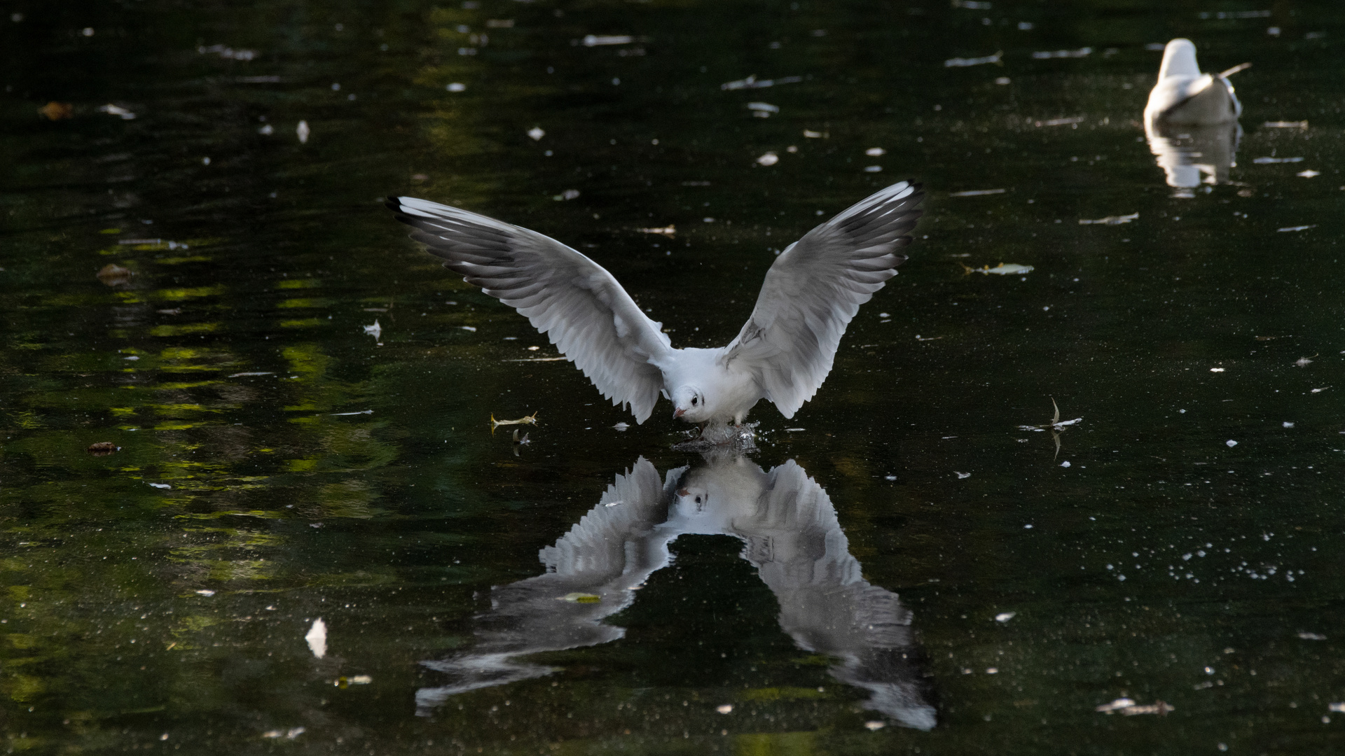 Möwe im Landeanflug